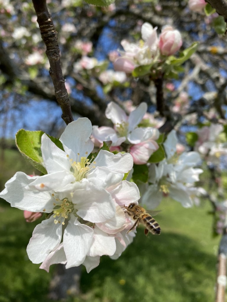 Gîte jardin en Alsace : fleur-cerisier